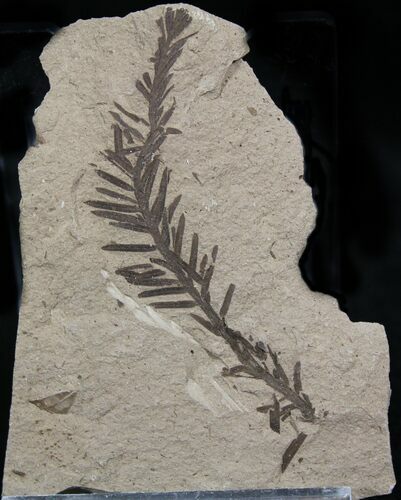 Metasequoia (Dawn Redwood) Fossil - Montana #27139